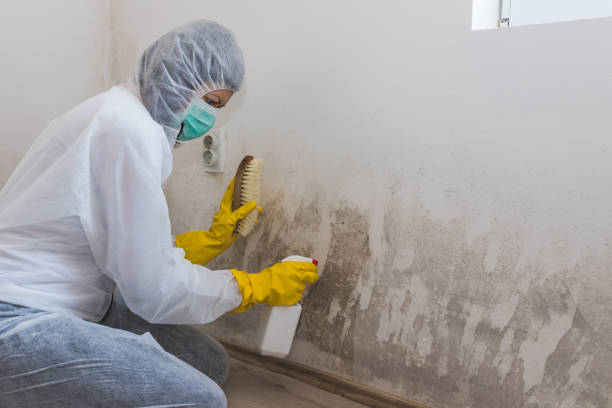 Attic Mold Removal in Spanish Springs, NV