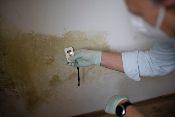 Best Crawl Space Mold Removal  in Spanish Springs, NV