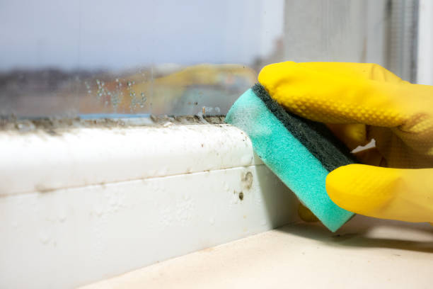 Best Certified Mold Removal  in Spanish Springs, NV