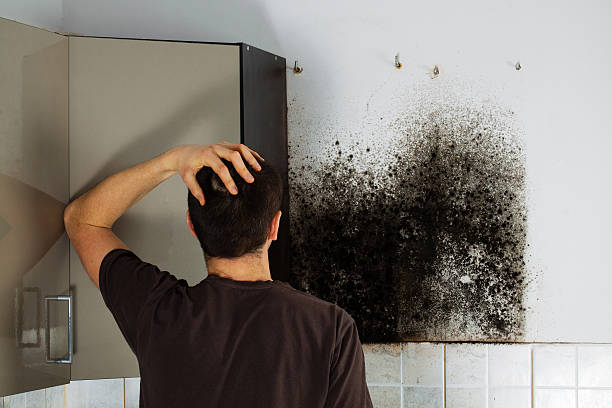 Reliable Spanish Springs, NV Mold Removal Solutions