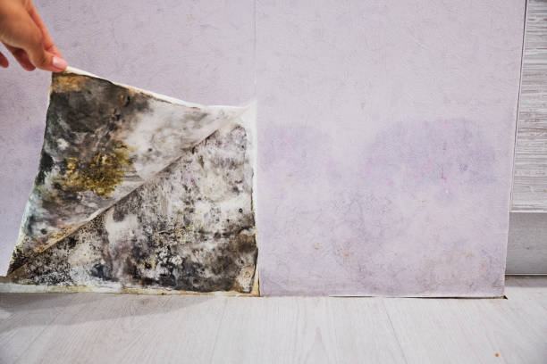 Best Residential Mold Removal  in Spanish Springs, NV